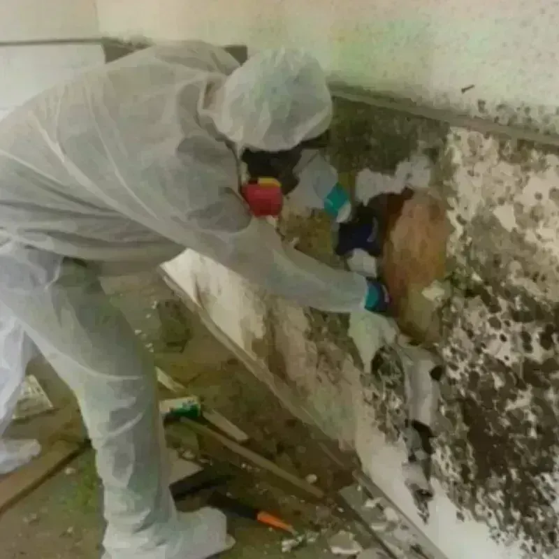 Mold Remediation and Removal in Jackson County, NC